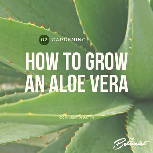 2. How to grow Aloe Vera in the Middle East