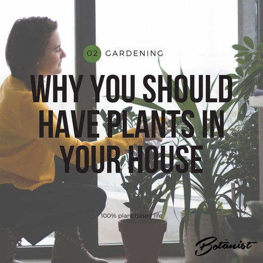 7. Why you should have plants in your house