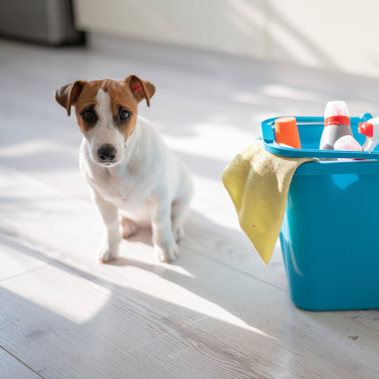 How to keep your pets safe around cleaning products